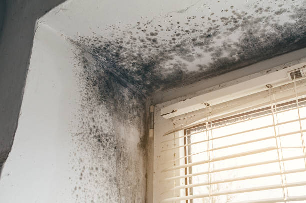 Trusted Bathroom Mold Removal service in Partlow, VA - Cheap Mold Removal