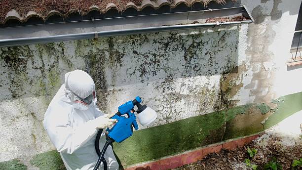 Top rated local Mold Remediation specialists in Partlow, VA